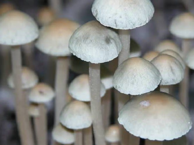 Blue Meanie Mushrooms