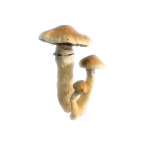 Tidal Wave Mushroom